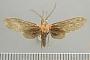 Holophaea gentilicia