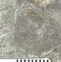 Holoptychius flabellatus Cope