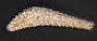 Holothuria anulifera