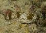 Holothuria pervicax