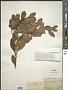 Homalium brachystylum (Tul.) Baill.