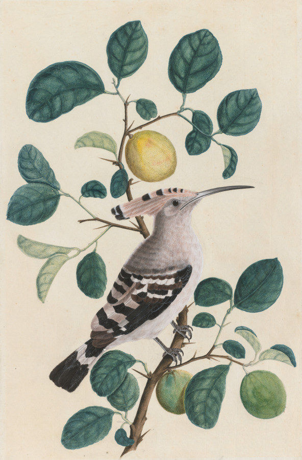 Hoopoe on a Citrus Tree Branch