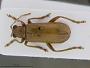 Hoplasoma bakeri