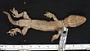 Hoplodactylus pacificus