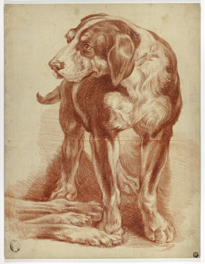Hound Standing