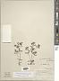 Houstonia canadensis Willd.