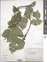 Humulus lupulus L.