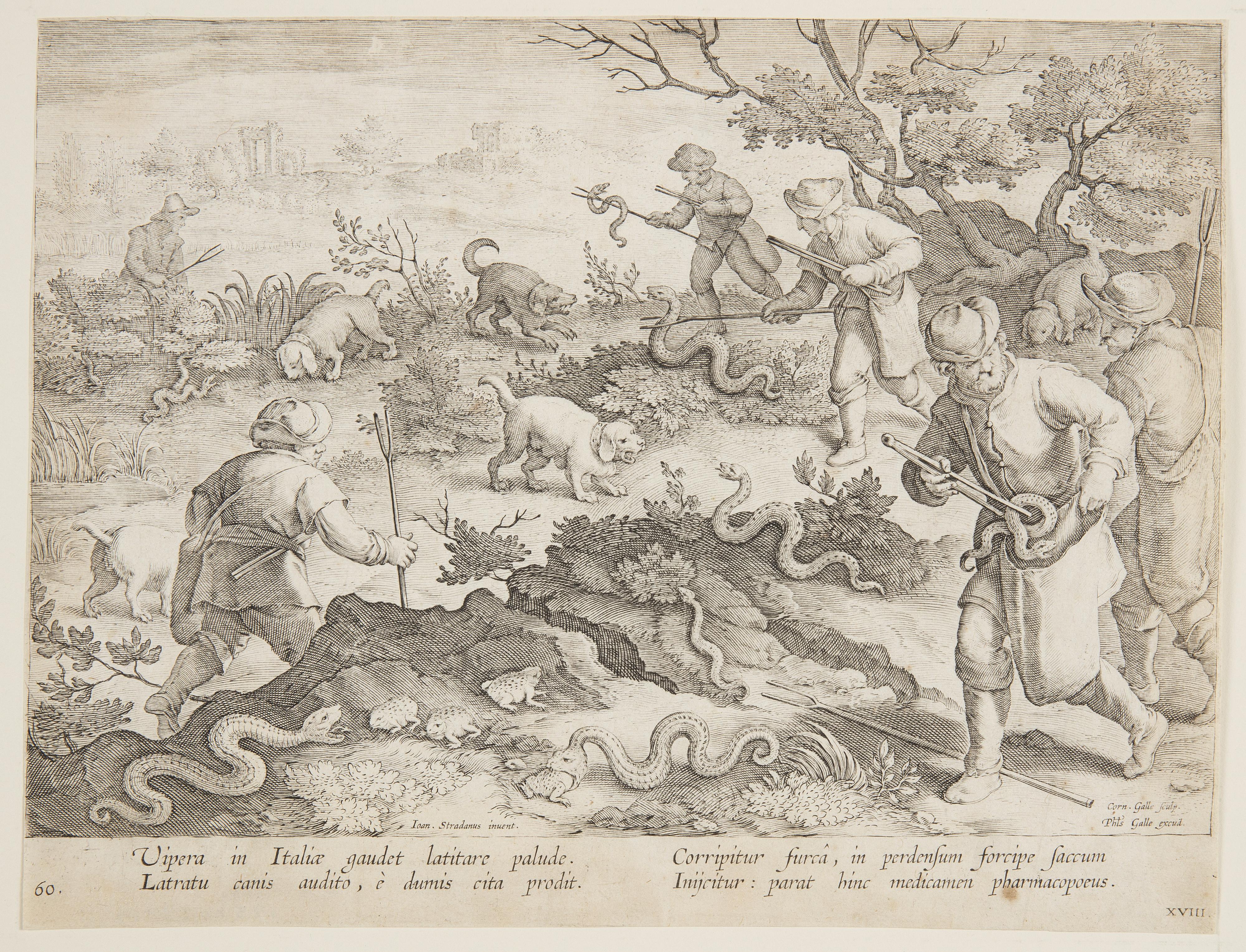 Hunting snakes