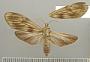 Hyaleucerea morosa