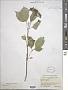 Hydrangea arborescens L.
