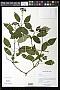 Hydrangea arborescens L.