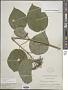Hydrangea arborescens L.