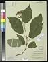 Hydrangea arborescens L.