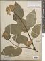 Hydrangea arborescens L. subsp. arborescens