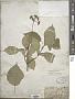 Hydrangea arborescens L. subsp. arborescens