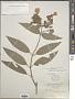Hydrangea aspera Buch.-Ham. ex D. Don