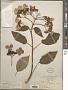 Hydrangea aspera subsp. robusta (Hook. f. & Thomson) E. M. McClint.