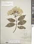 Hydrangea bretschneideri Dippel