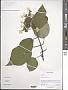 Hydrangea heteromalla D. Don