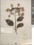 Hydrangea heteromalla D. Don