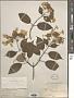 Hydrangea heteromalla D. Don
