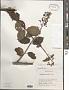 Hydrangea paniculata Siebold