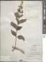 Hydrangea paniculata Siebold