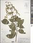 Hydrangea paniculata Siebold