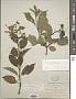 Hydrangea paniculata Siebold