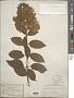 Hydrangea paniculata Siebold