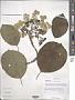 Hydrangea robusta Hook. f. & Thomson