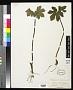 Hydrastis canadensis L.