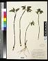Hydrastis canadensis L.
