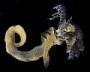 Hydroides dianthus