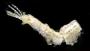 Hydroides dianthus