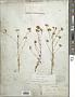 Hymenothrix wrightii A. Gray