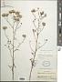 Hymenothrix wrightii A. Gray