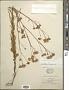 Hymenothrix wrightii A. Gray
