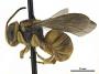 Hypanthidioides sp.