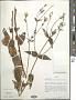 Hypericophyllum compositarum Steetz