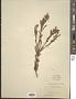 Hypericum aciculare Kunth