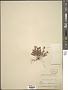 Hypericum anagalloides Cham. & Schltdl.