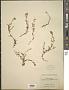 Hypericum anagalloides Cham. & Schltdl.