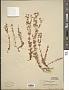 Hypericum anagalloides Cham. & Schltdl.