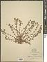 Hypericum anagalloides Cham. & Schltdl.