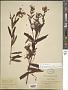 Hypericum ascyron L.