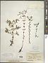 Hypericum boreale (Britton) E.P. Bicknell