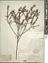 Hypericum brachyphyllum (Spach) Steud.
