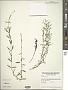 Hypericum canadense L.