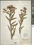 Hypericum canariense L.